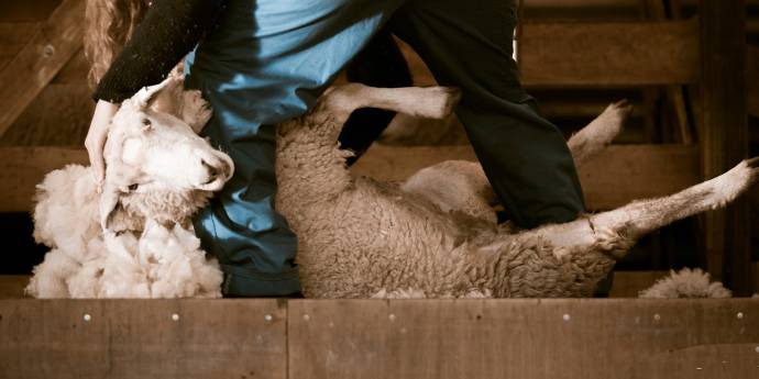 Farmer shearing a sheep in a barn 