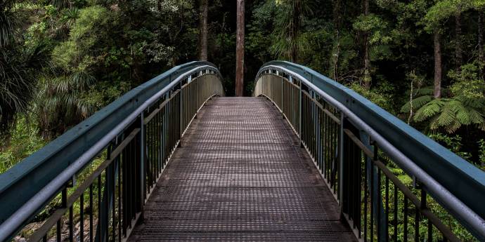 swing bridge into native New Zealand forest