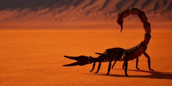 Scorpion in desert