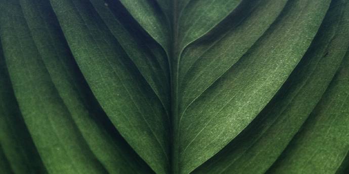 Green leaves