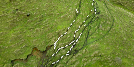 flock of sheep