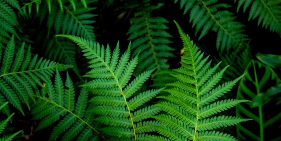 fern