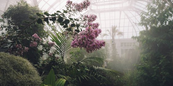 Greenhouse with pink blooms