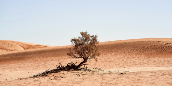 Desert tree