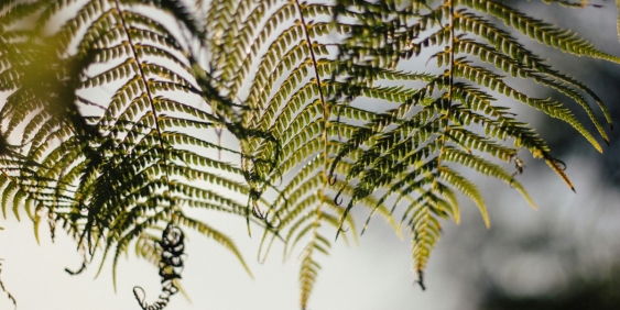 Fern fronds