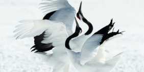 Competition, collaboration and climate