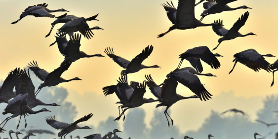flock of birds in taking off