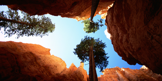 Looking up at tall trees