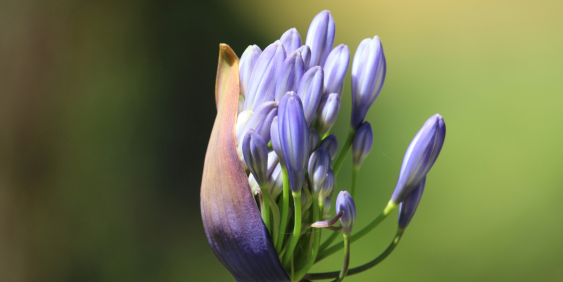 agapanthus