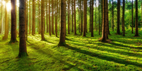 Green is the new crypto for corporate rebranding