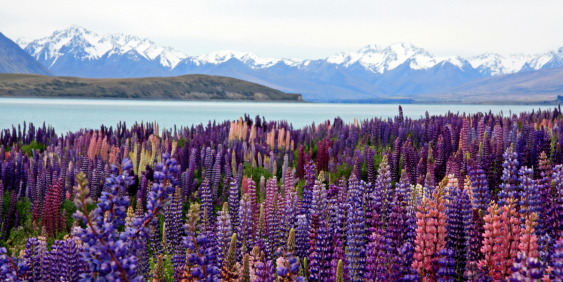 landscape of mountains and lupins