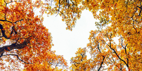 sky through autumn leaves