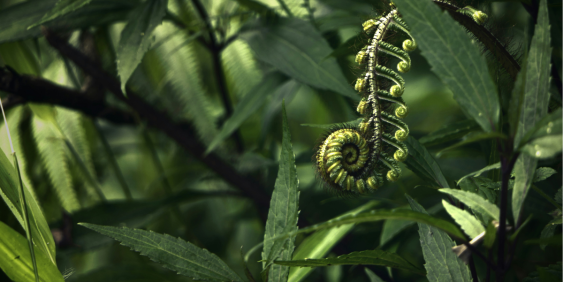 A close-up of a curled fern frond surrounded by dense, lush green foliage.
