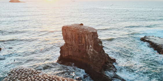 flock of birds on cliffs