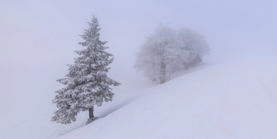 Trees in snowscape