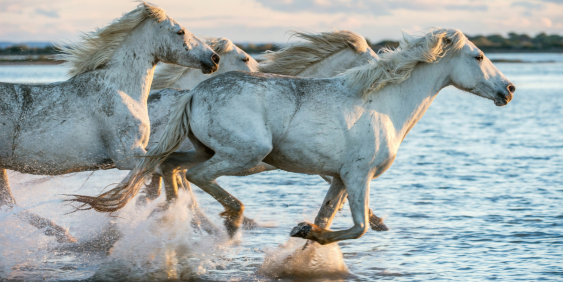 Horses running through water