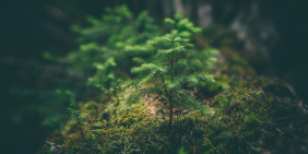 Counting nature because nature counts