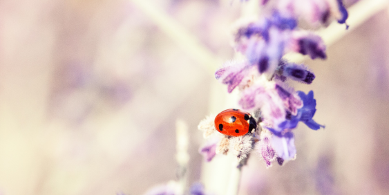 Ladybird on a flower
