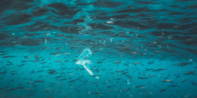 Saving the planet from plastics