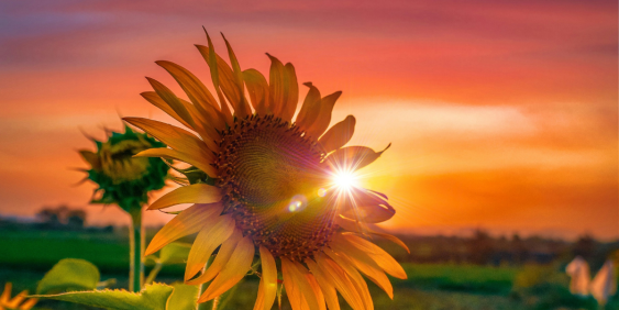 Summerset: Building sustainable futures in aged care