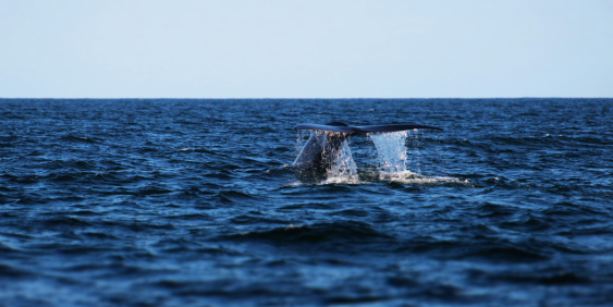 Whale tail in ocean
