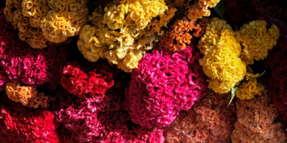 pink and yellow coral