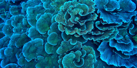 blue coral