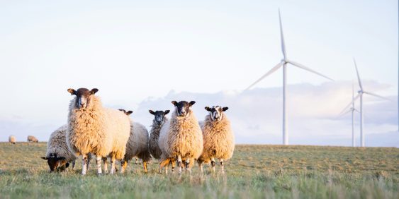Sheep and windmills