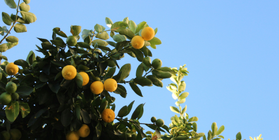 Lemon tree