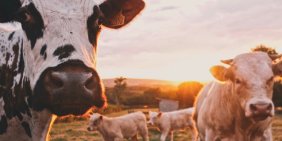 Agriculture's journey to net zero