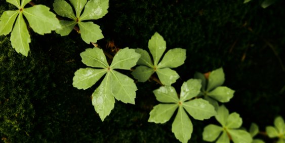 close up of leaves on a tree