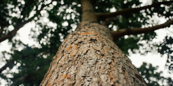 Tree trunk