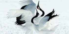 Competition, collaboration and climate