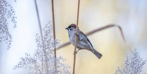 sparrow