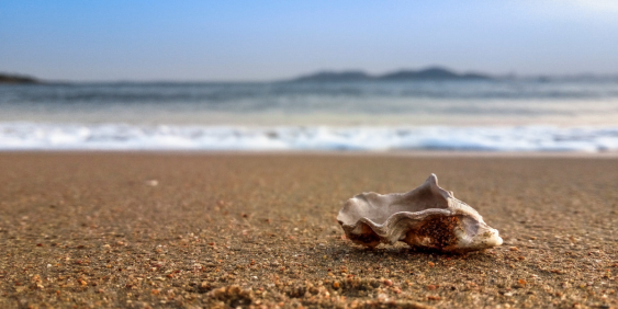 shell on beach