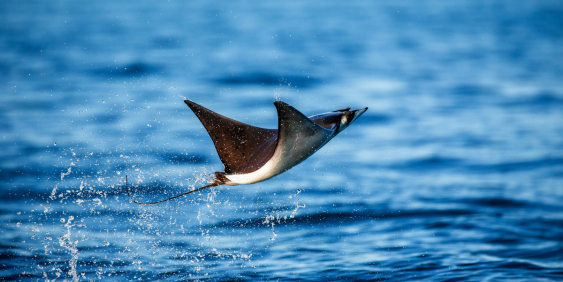 Manta ray jumping out of ocean