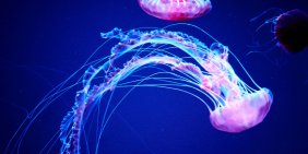 Energy: Cooperation, investment and a new market model