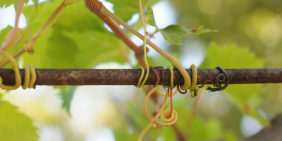 Environment and economics: A marriage of (in)convenience?