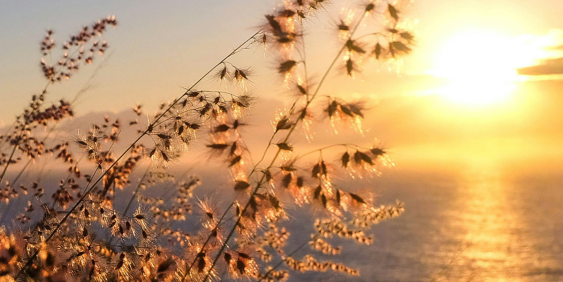 beach grass in sunset