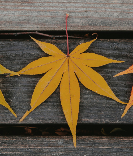 From awareness to influence: governing climate and nature risk