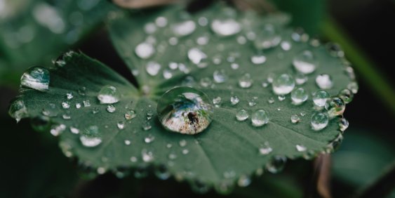Water Droplets on a leaf