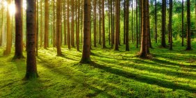 Green is the new crypto for corporate rebranding