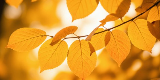 yellow autumn leaves