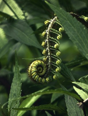 IMHO: With nature, start at the end