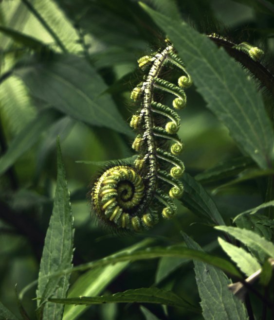 IMHO: With nature, start at the end