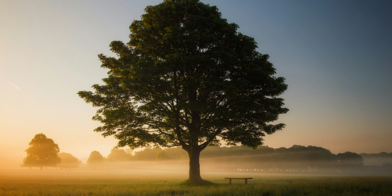 tree at sunset
