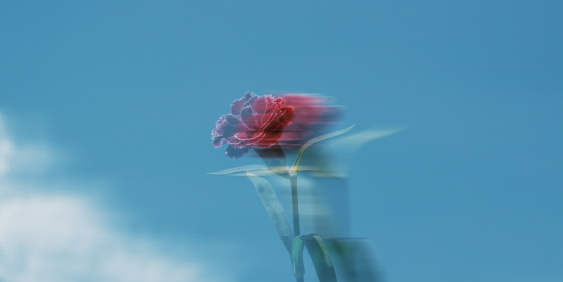 blurry rose