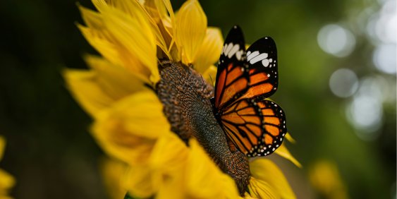 Mandatory climate reporting: Experiences from year one of New Zealand's regime