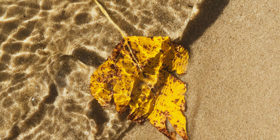 Monetary policy must recognise climate risks