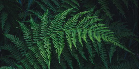 Fern